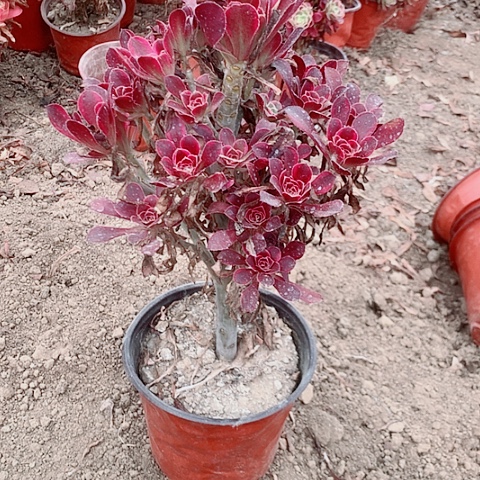 多肉植物多肉植物12