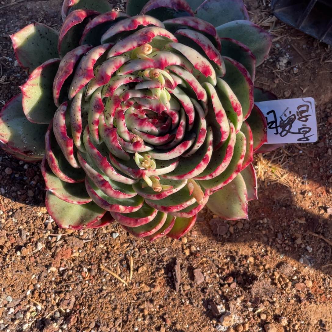 九***字惊鸿仙子一物一拍