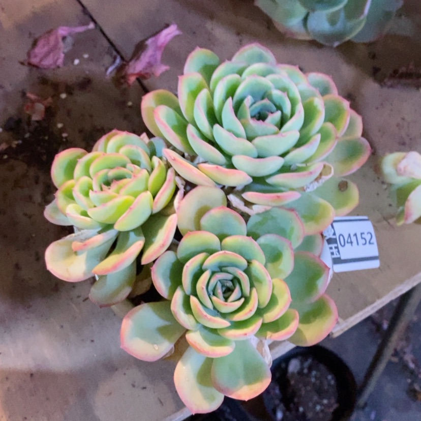 【闪购商品】晨露04152