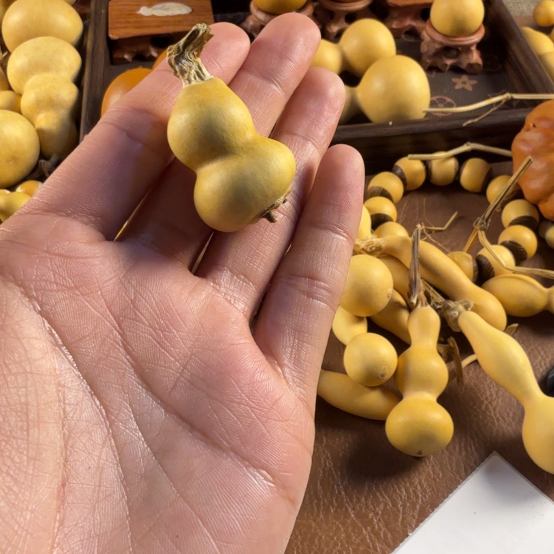 双歧连体草礼金实心皮质