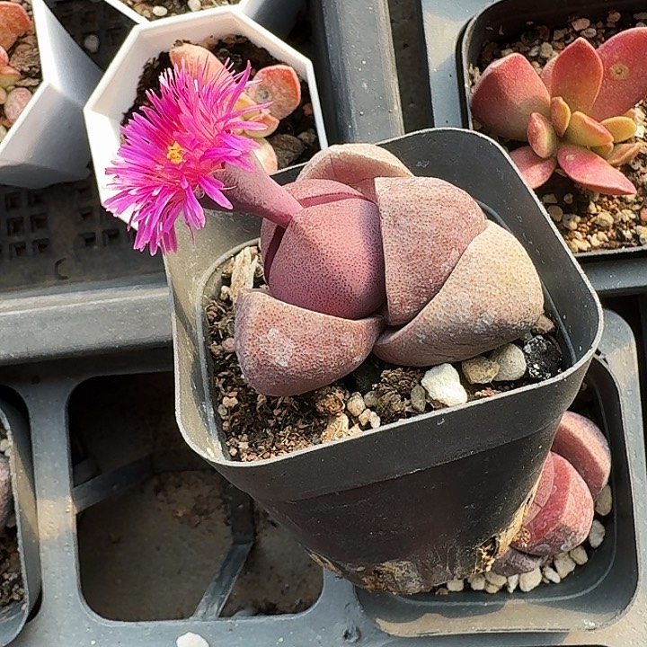 紫帝多肉植物满20包邮