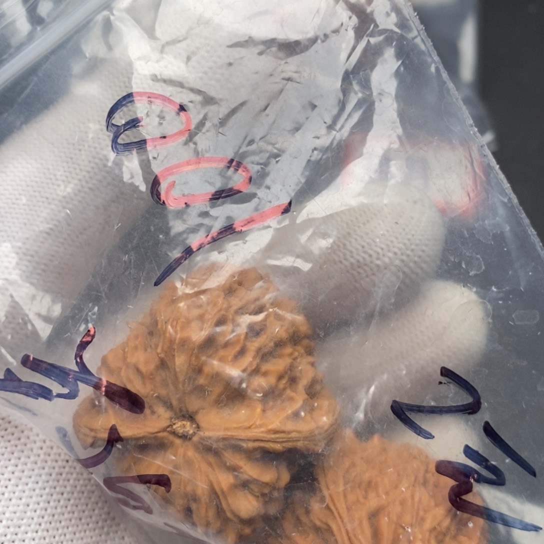 手串/手链橄榄核文玩核桃说呵呵