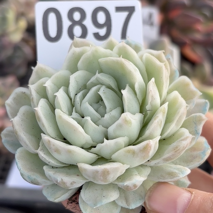 白蝴蝶锦多肉植物满18包邮当场凑单