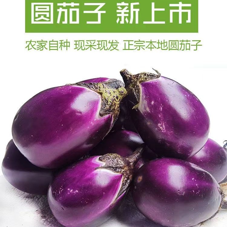 贵州农家新鲜短圆茄子现摘紫园茄子软糯香甜