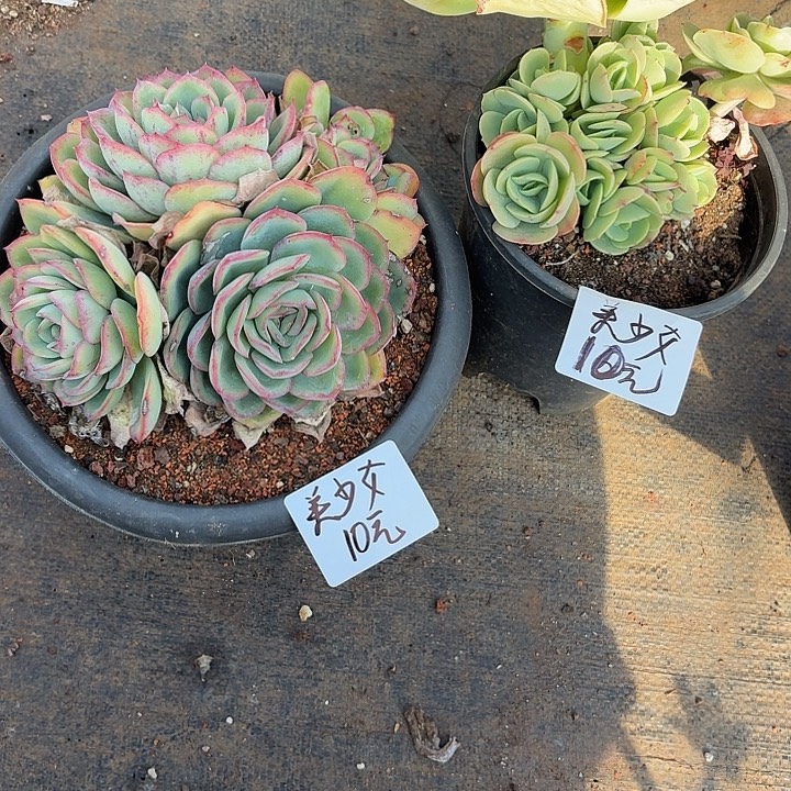 中***)多肉植物一物一拍美少女