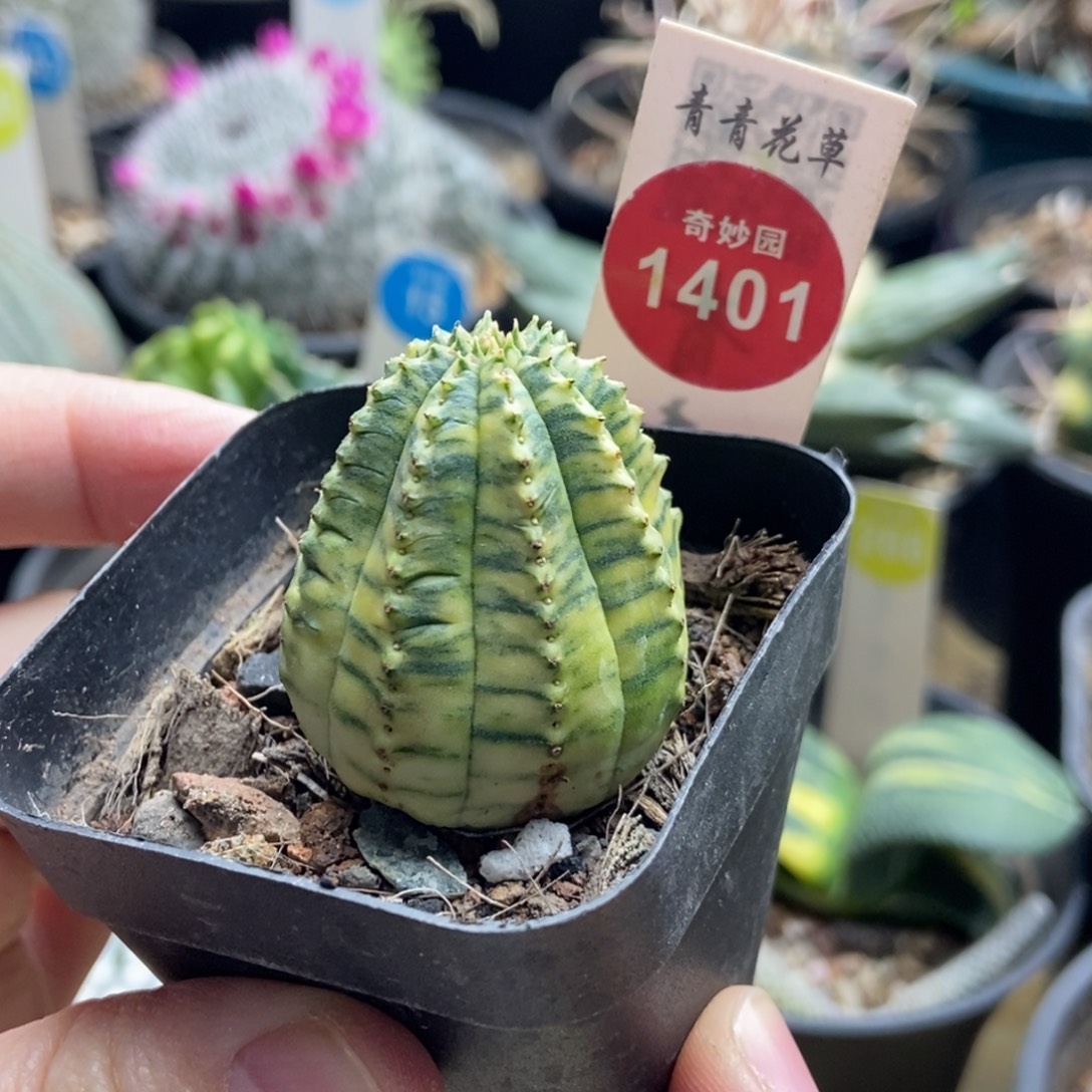 自根布纹球锦一颗仙人球