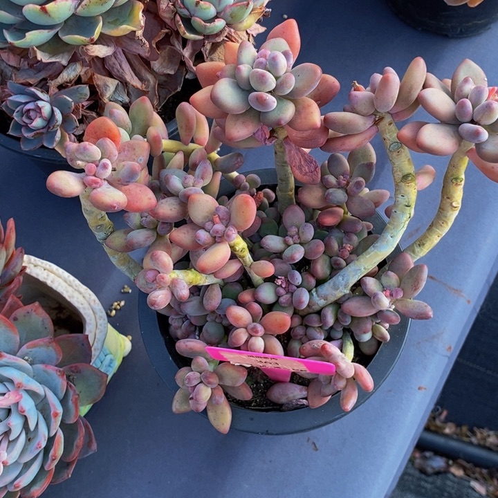 363苹果奶肉肉肉肉肉肉