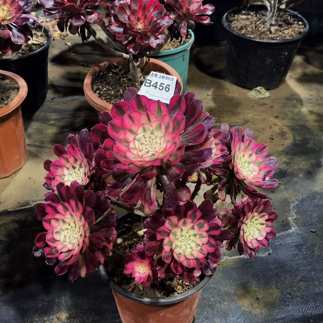 欢*多肉456红铜超白锦