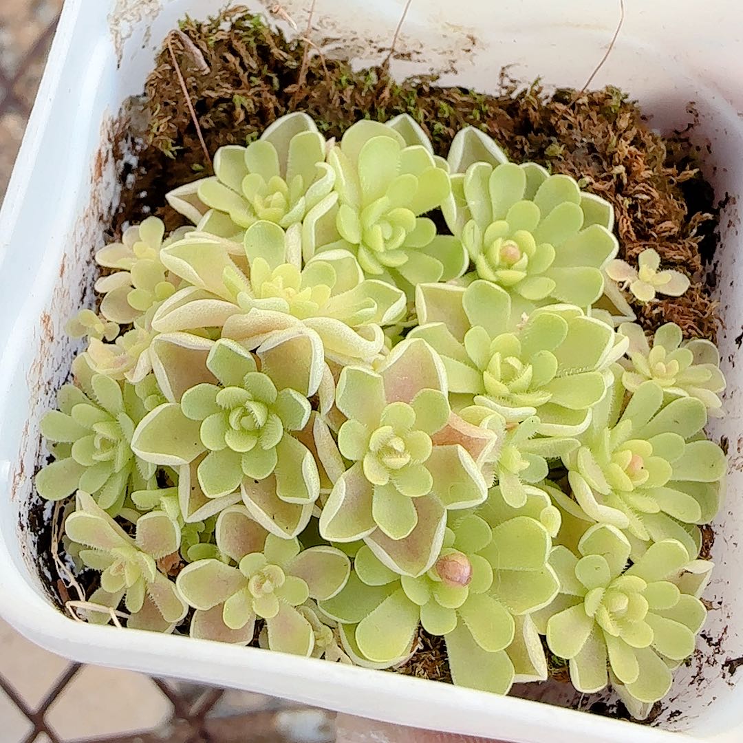 1230-43爱丽丝捕虫堇