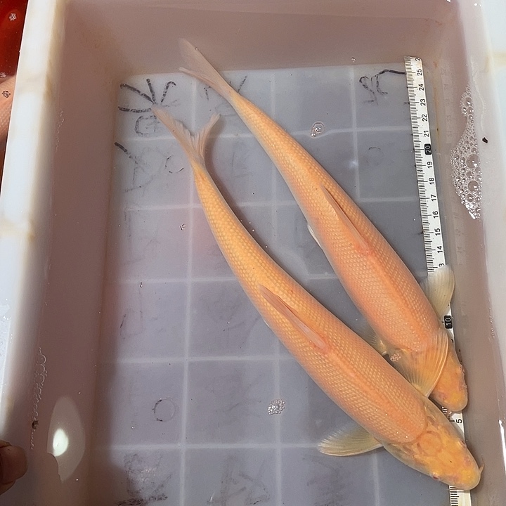 蝴蝶鲤鱼渔场直发113