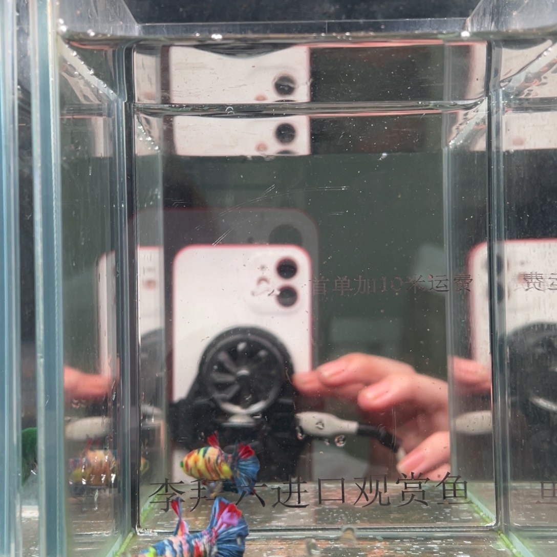 斗鱼印尼精品斗鱼23