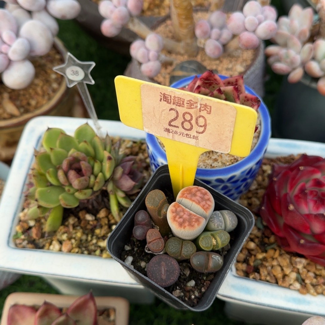 多肉植物生石花组合