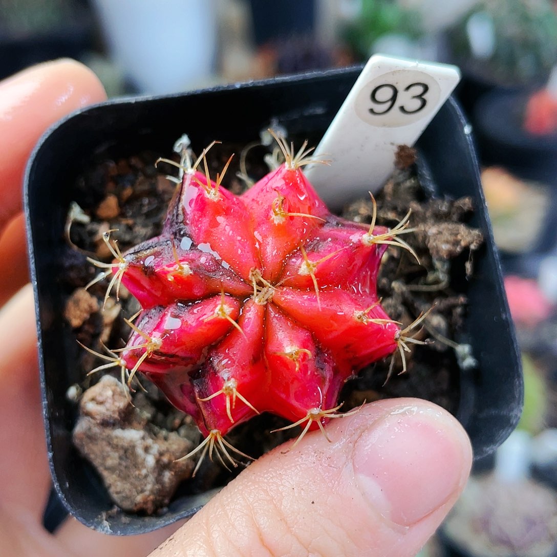 非偏远地区满25裸根发货仙人球