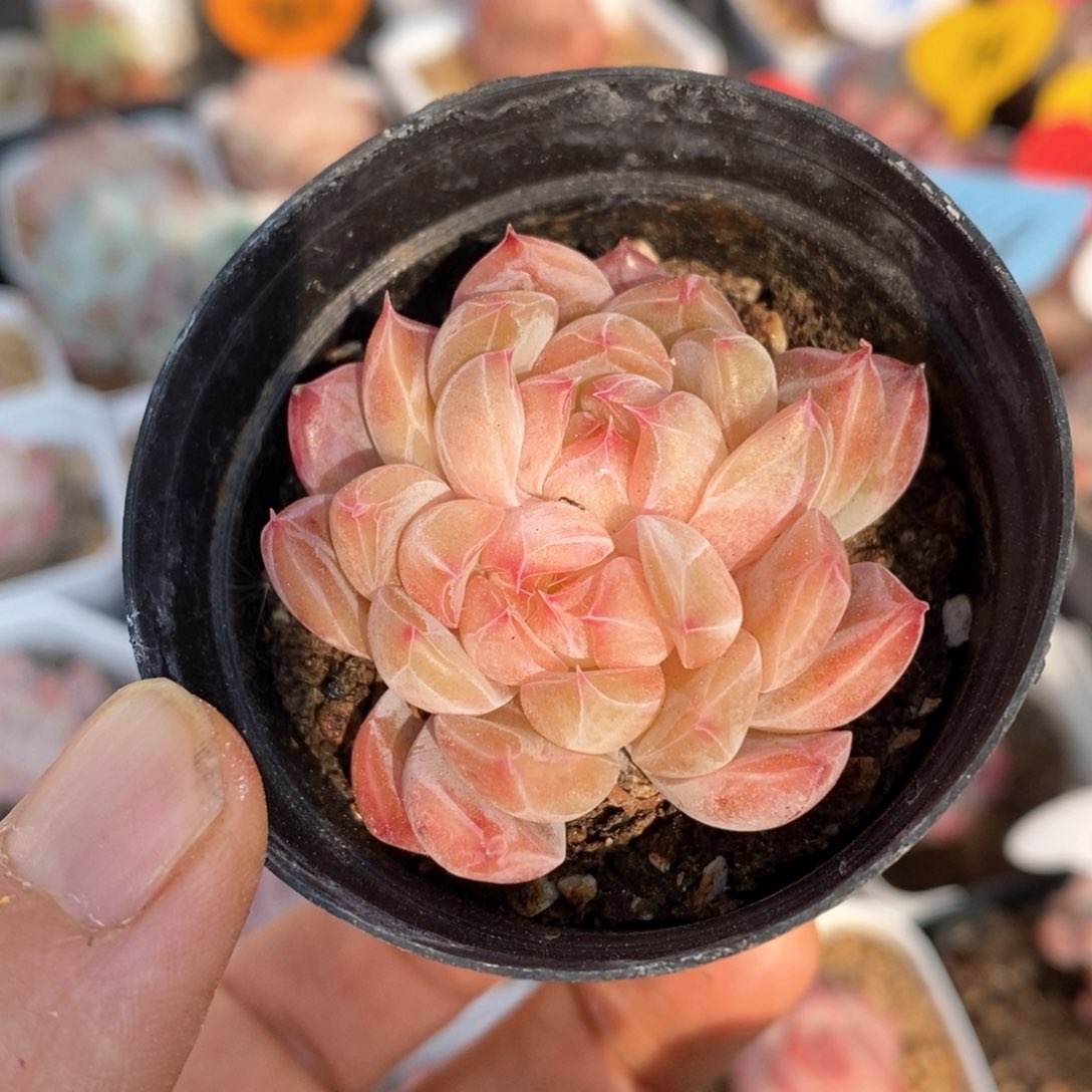 精品多肉一物一拍不包整199