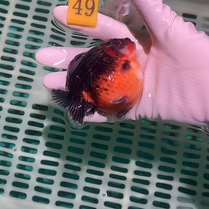 金鱼包邮1515428458