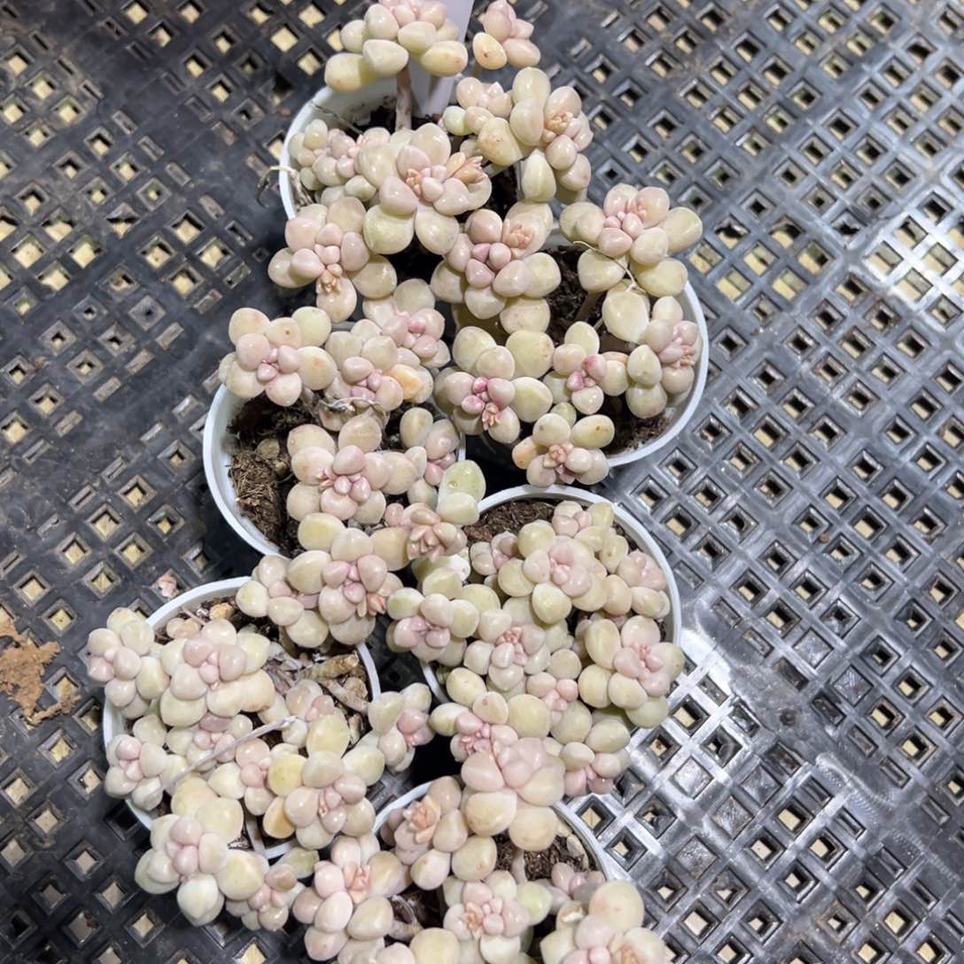 多肉植物多肉植物