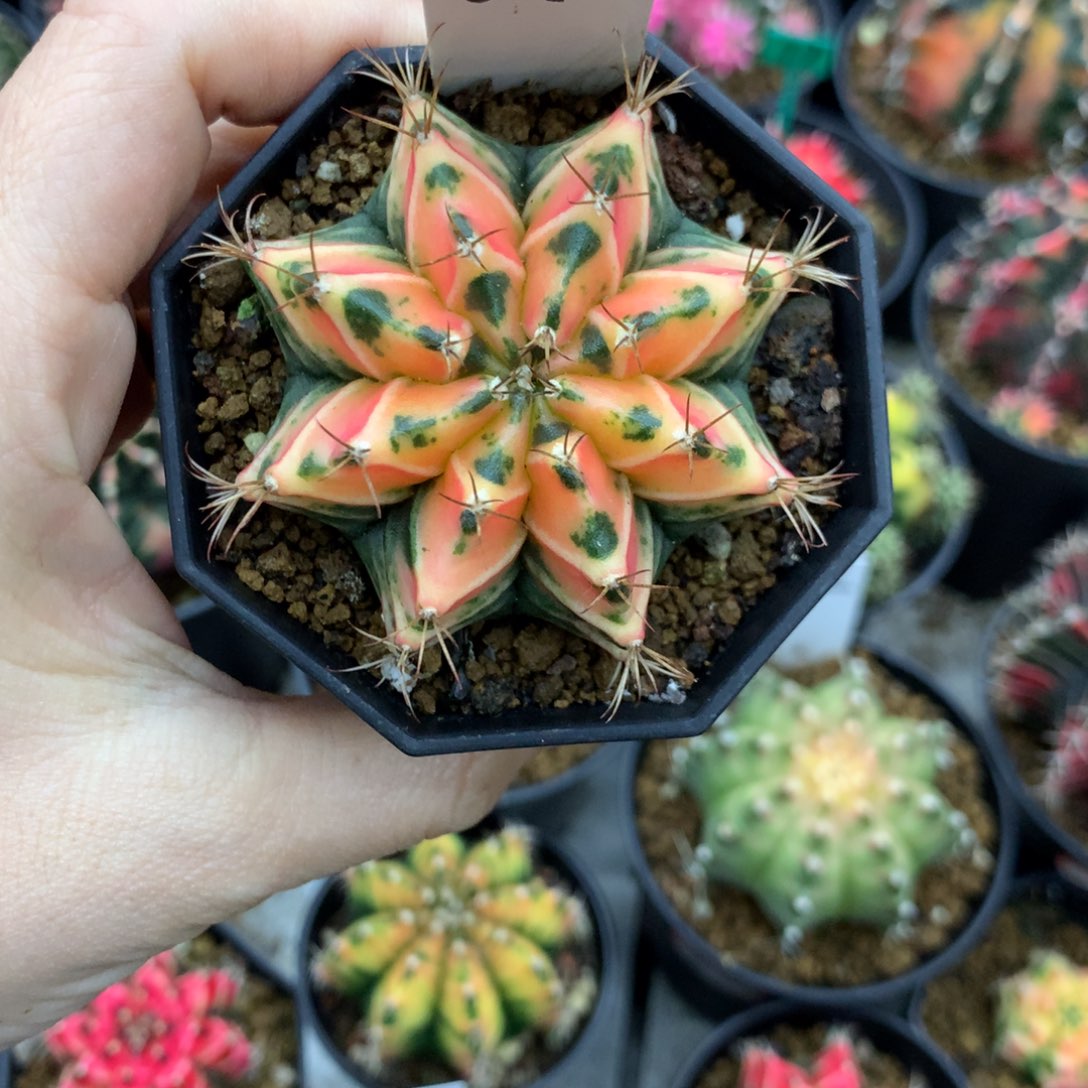 云***闲仙人球米哈牡丹锦