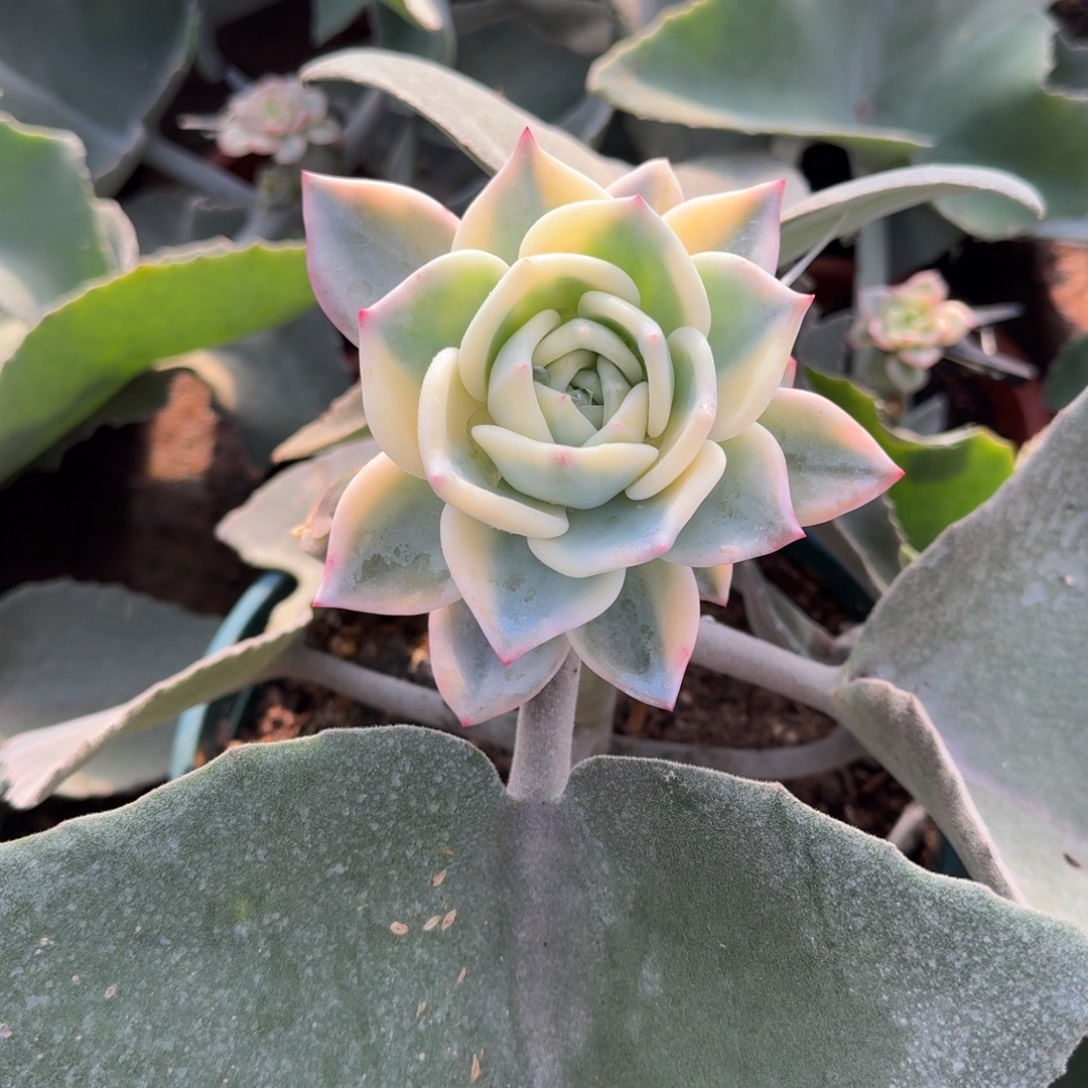 伊丽莎白锦，多肉锦