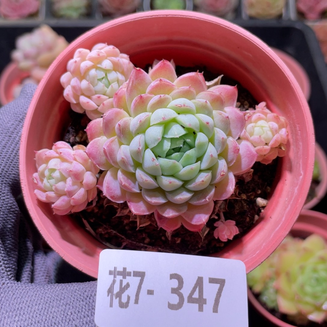 花利美7-347羊脂球