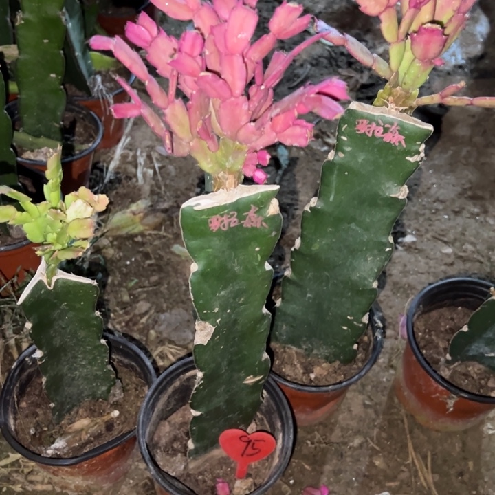 英****当前无花栽培后可以开花罗拉森95