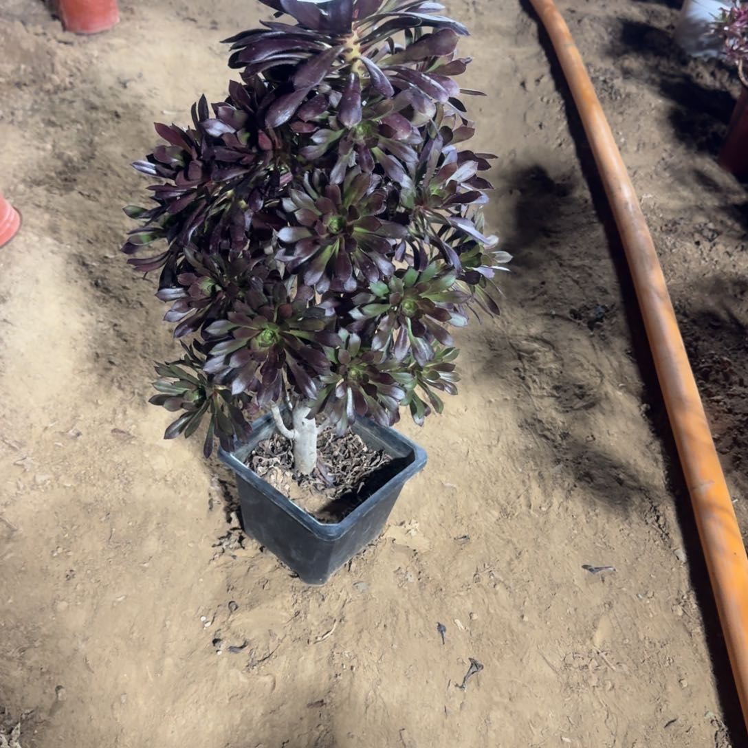 *️*897号黑法师清棚不包损