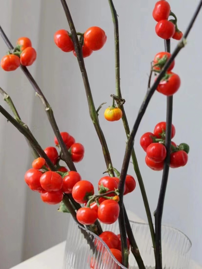 套餐85 小番茄(小南瓜)一把+混色千层金一大把