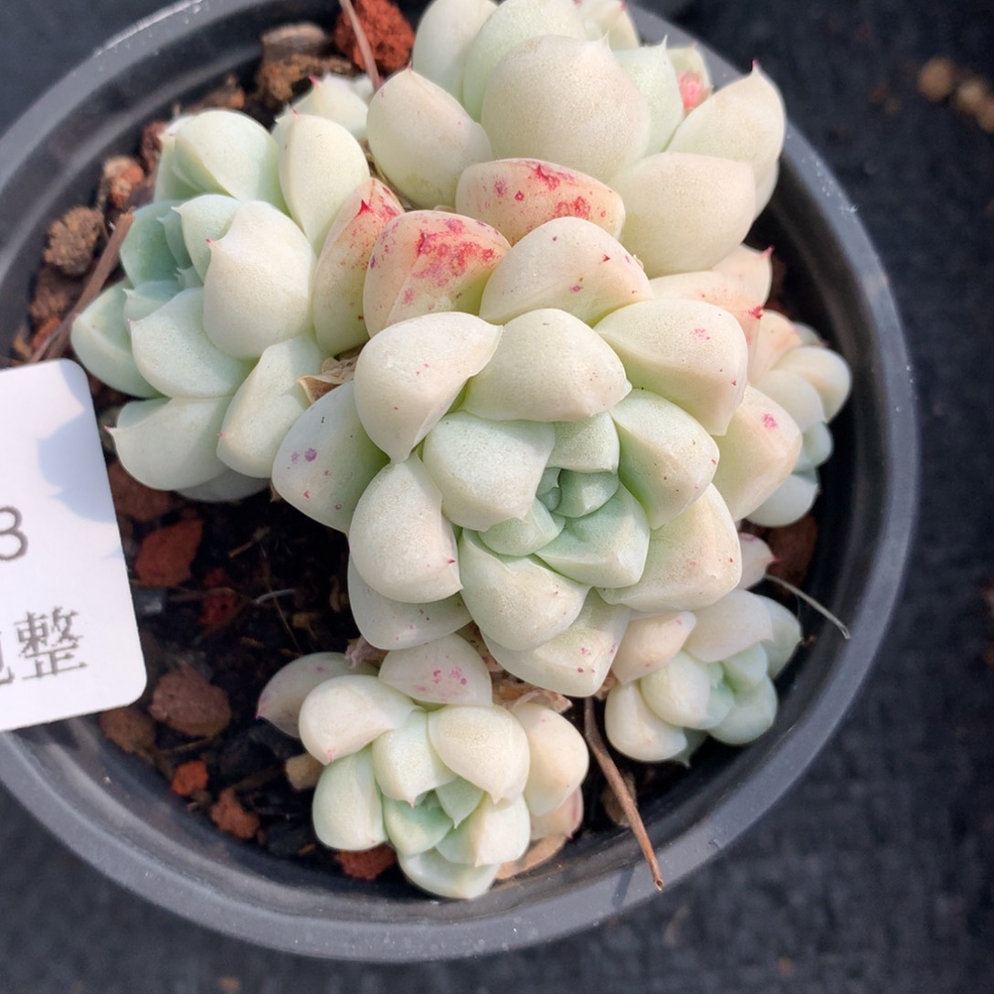 0221-33 阿尔卑斯月影