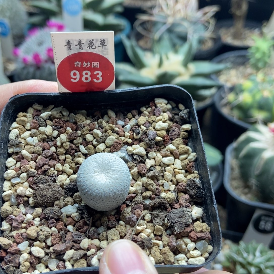 实生小人帽1.6cm一棵仙人球