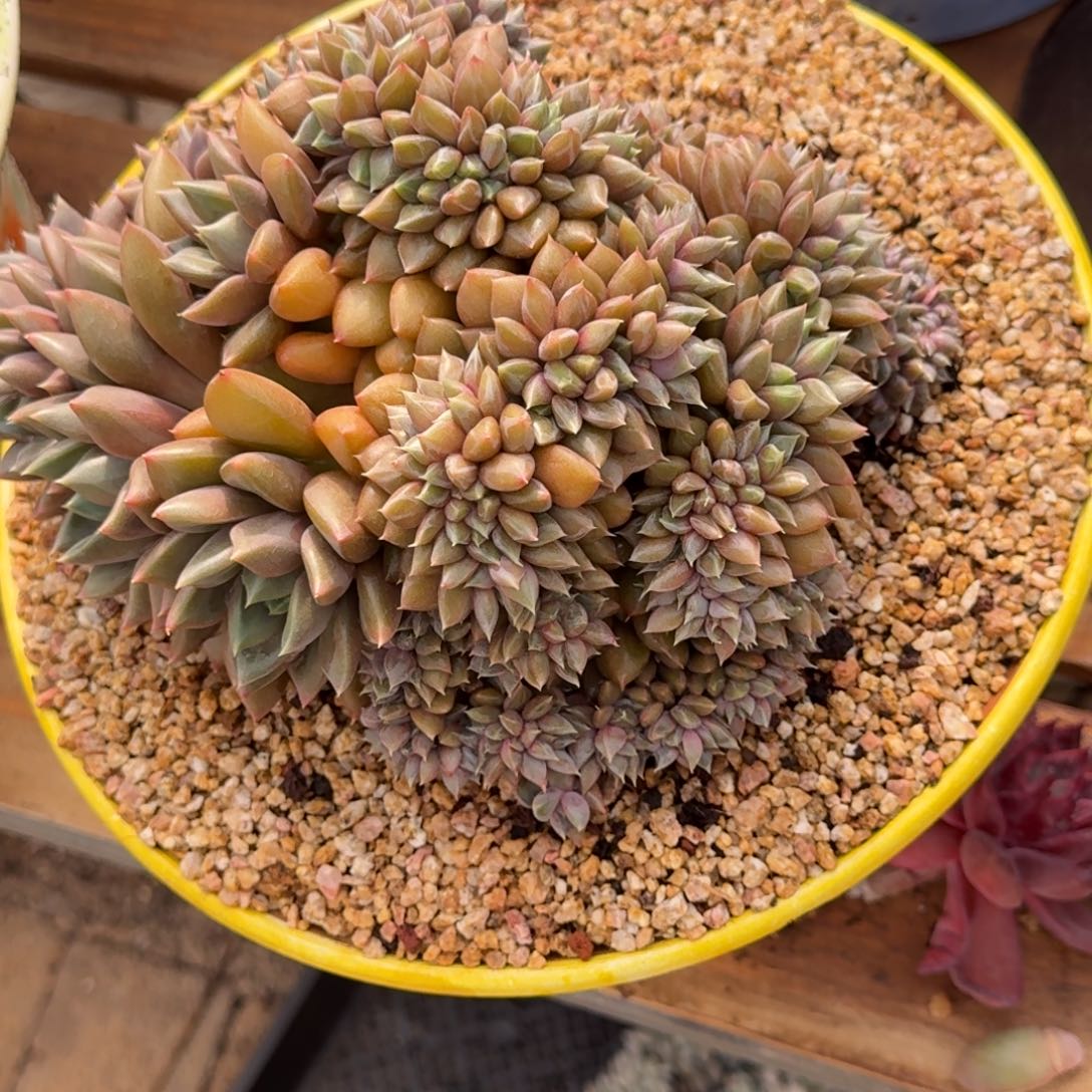 红象牙多肉植物链接