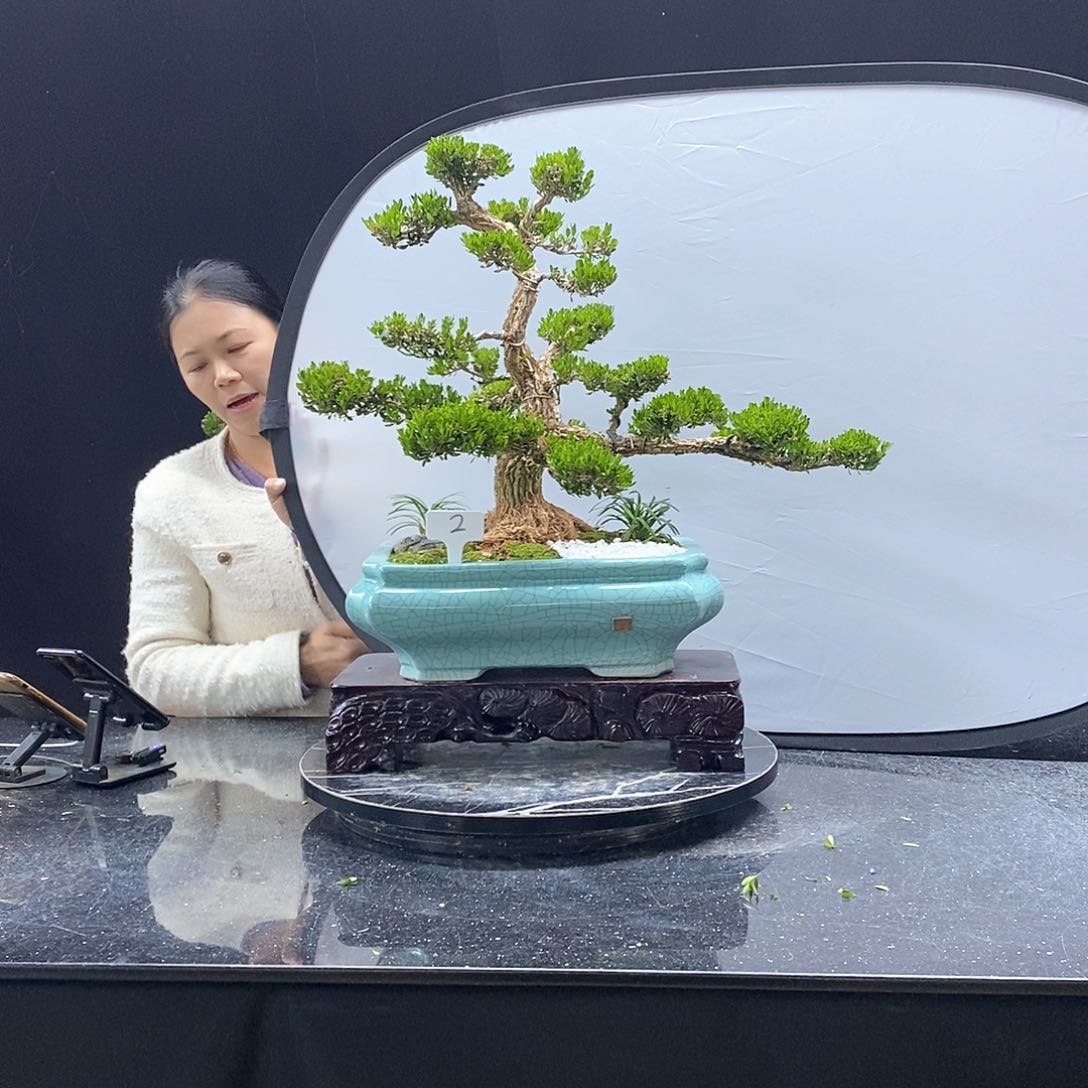 无花朵黄杨盆景艺术