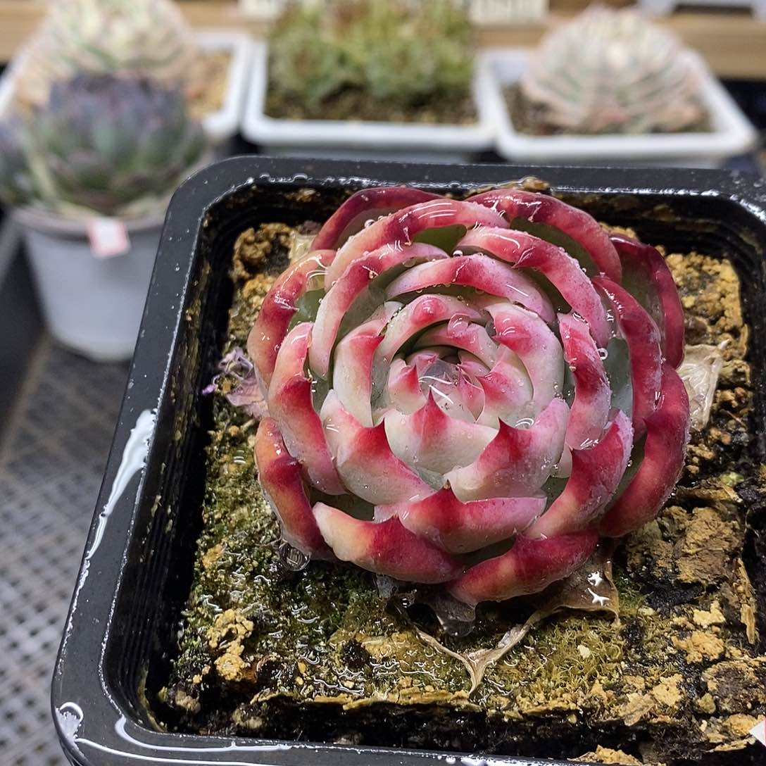 2938 惊鸿仙子多肉