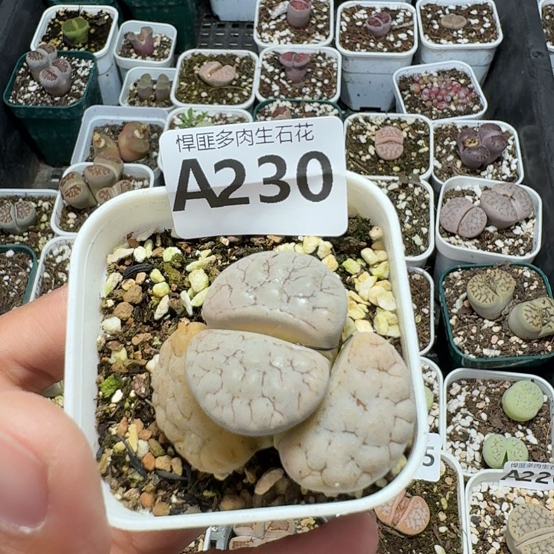 230多肉植物多肉植物