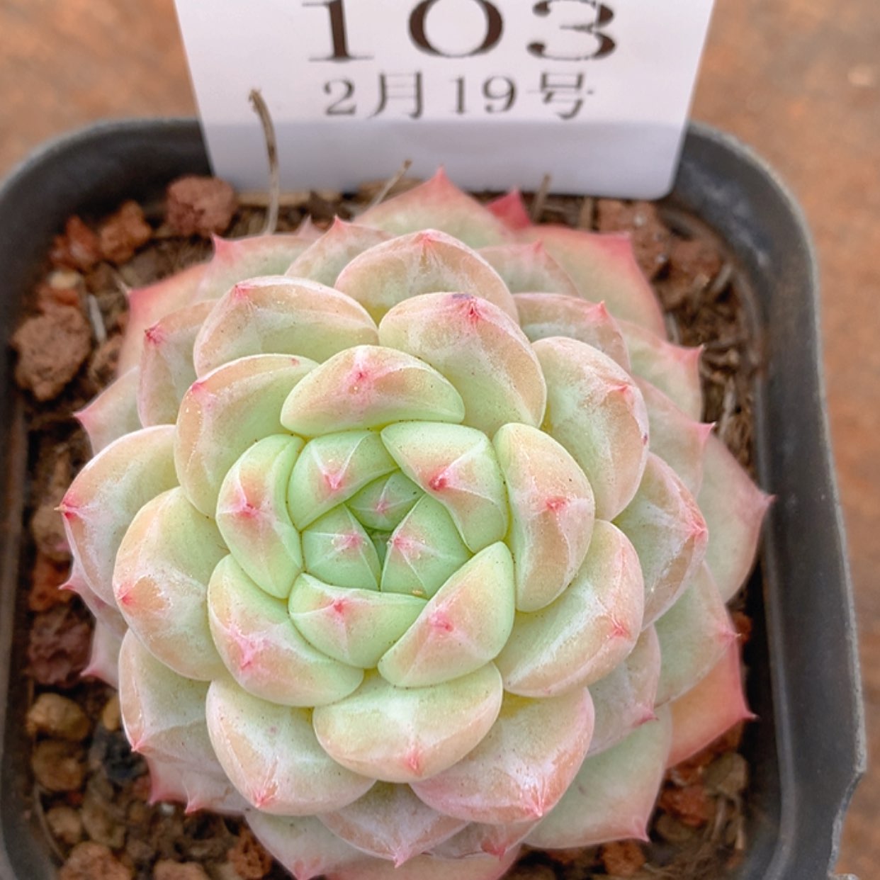 【闪购商品】云103号