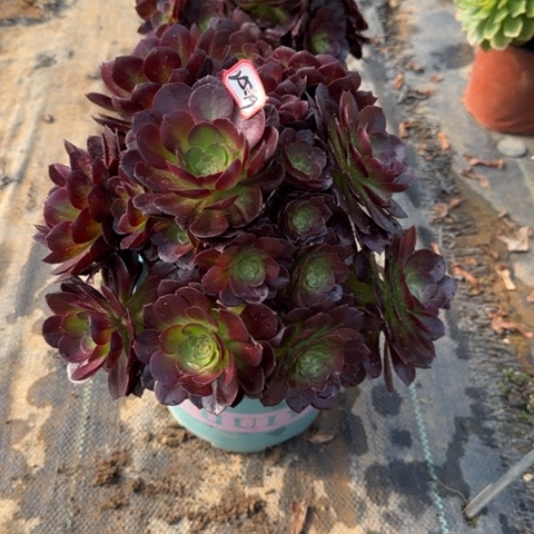 25-19赤焰莲处理不包售后多肉