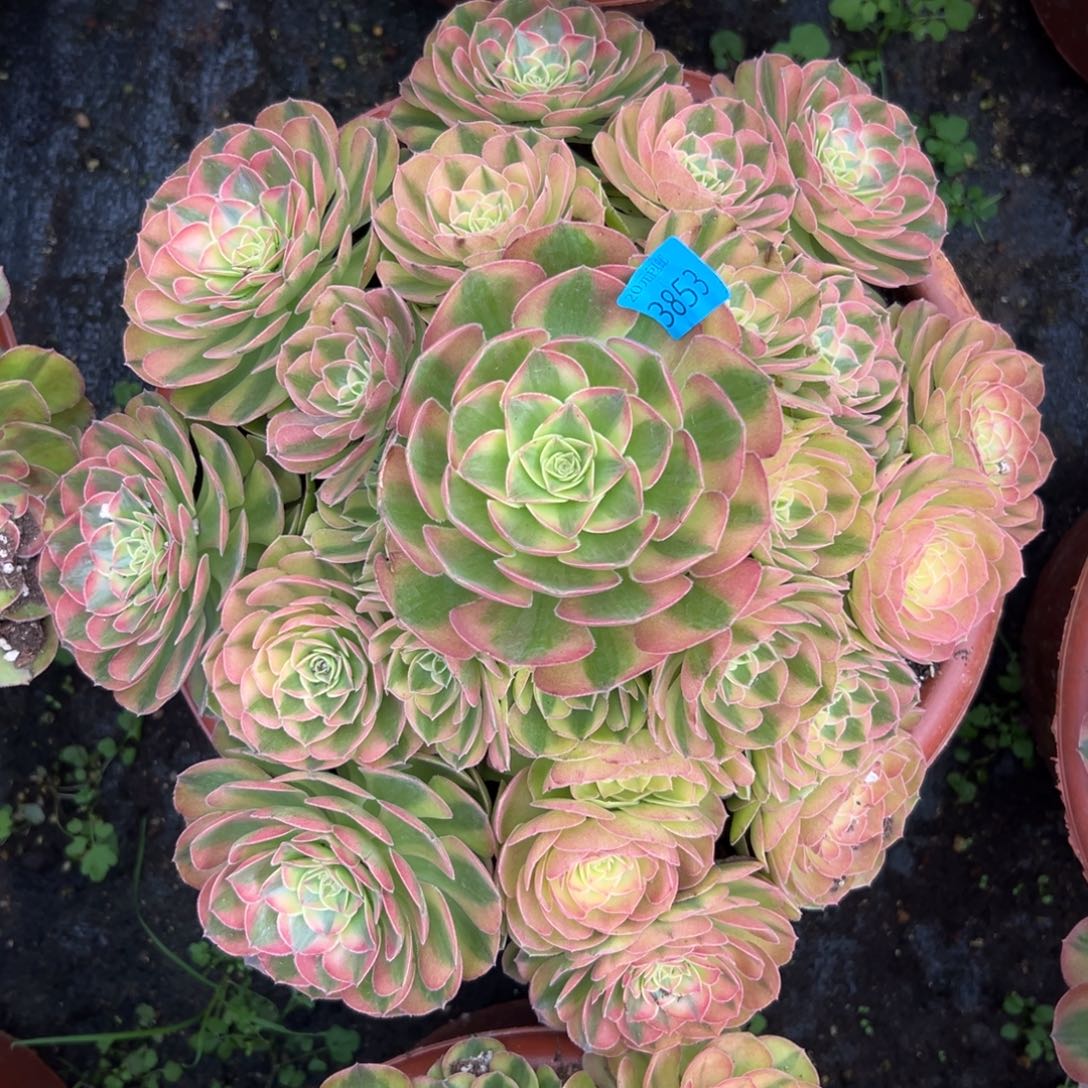 枫*3853轮回多肉植物系