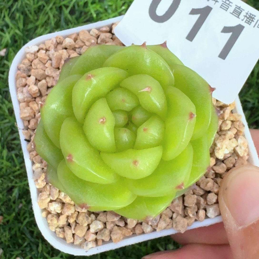 珍妮福利         多肉植物