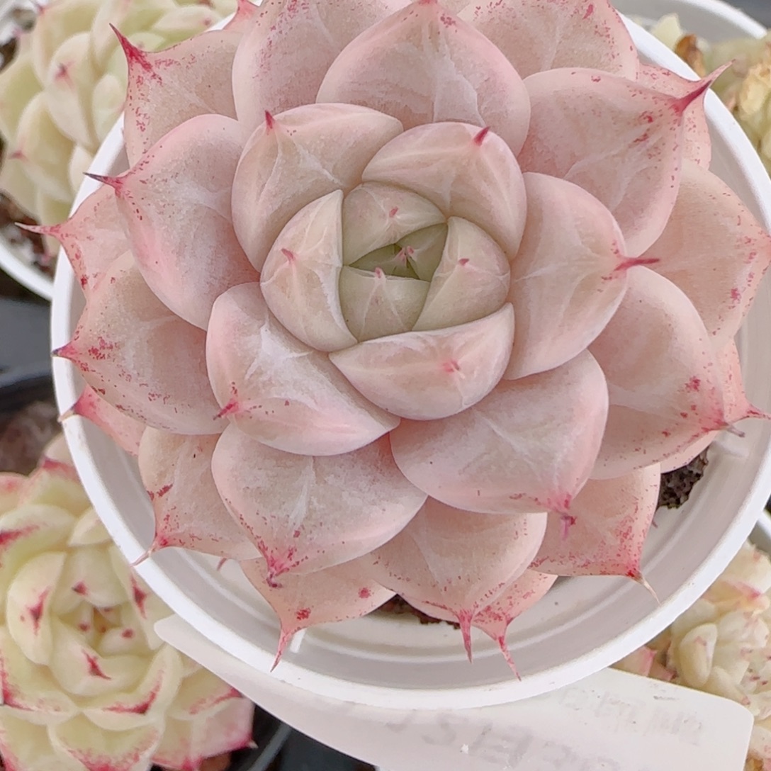 晴***8花语多肉1230-112