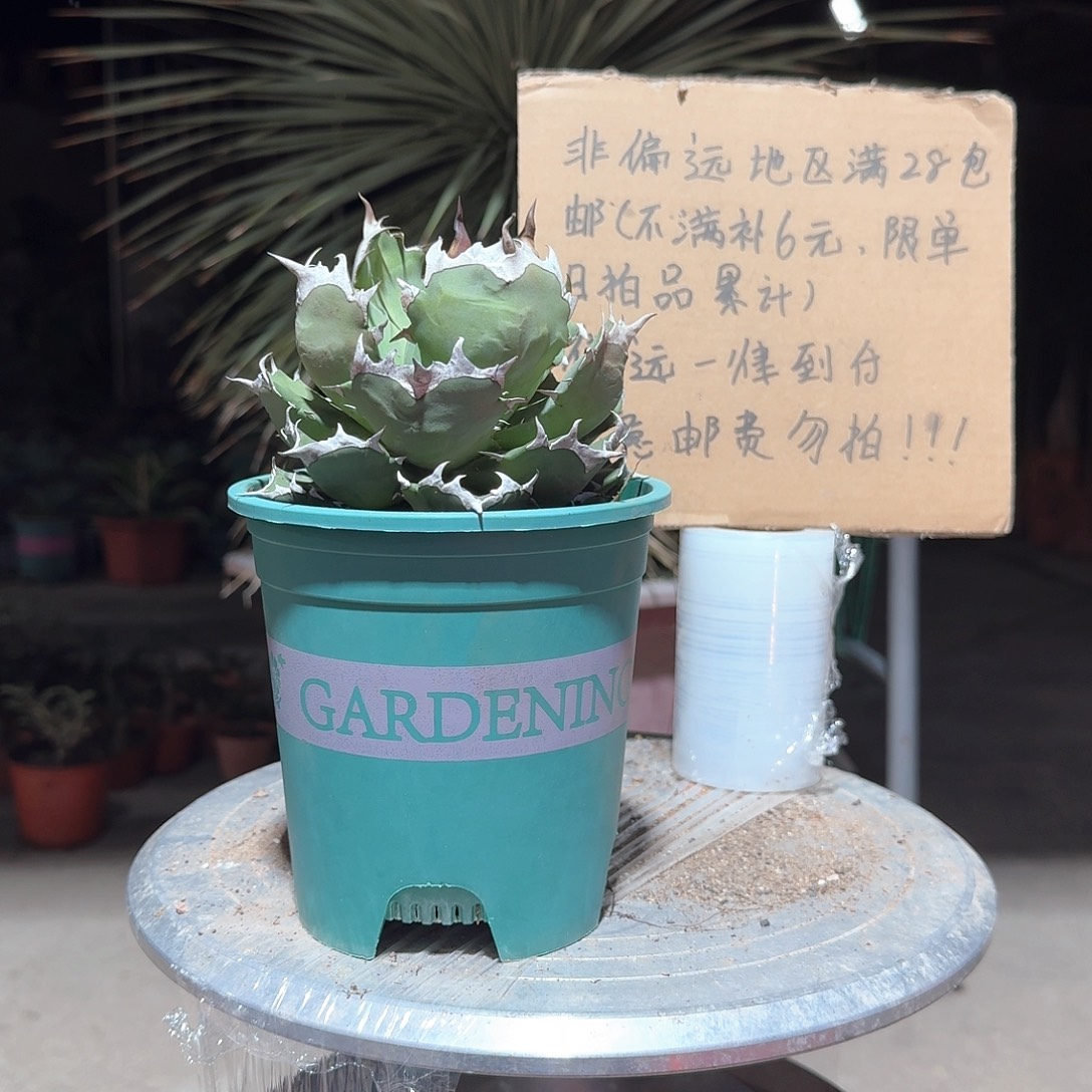 完全开放姬仁王冠龙舌兰