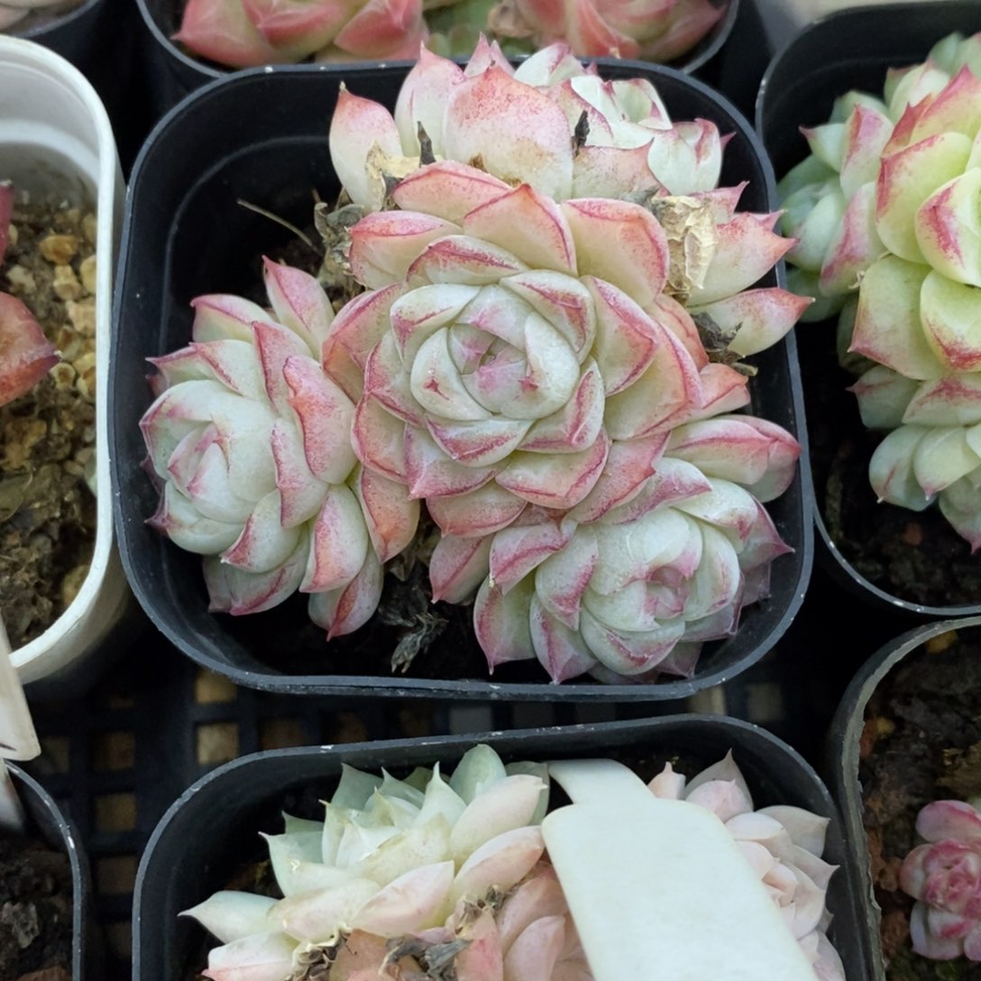 精品多肉一物一批不包整179