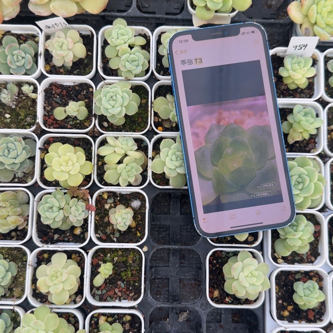 2盆乖张T3号5床满25包邮