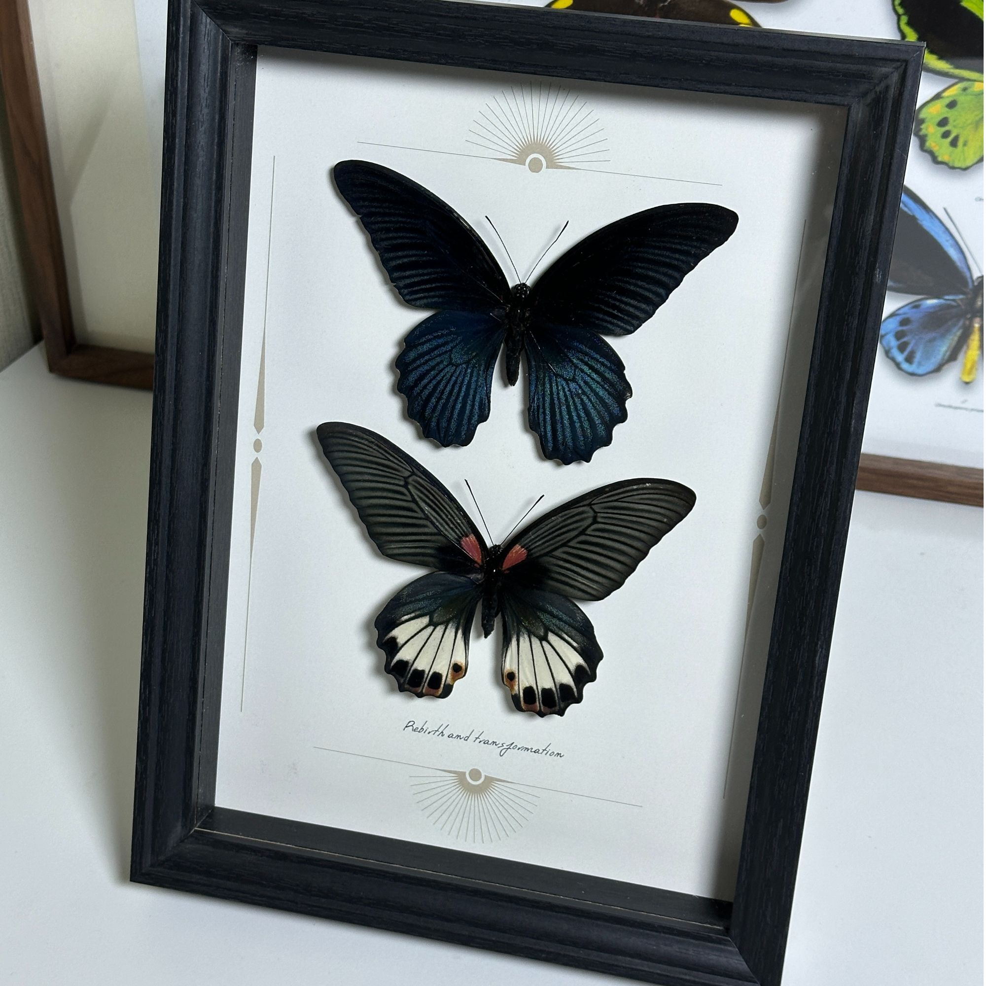 美凤蝶雌雄标本装饰画真蝴蝶相框装饰摆件礼物高级高品质