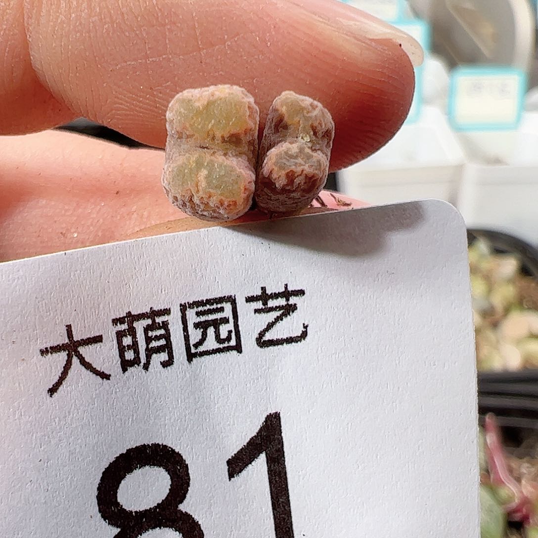 000081 一物一拍……