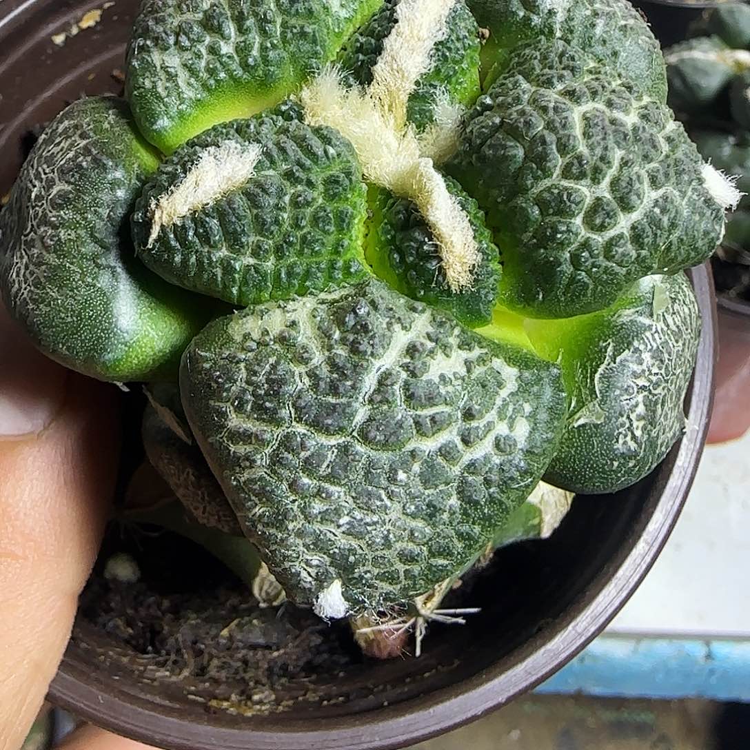 大尤连山907仙人球开花