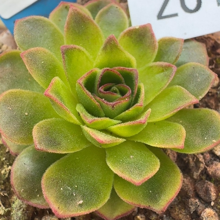 朱017。 苍龙侧芽。   
