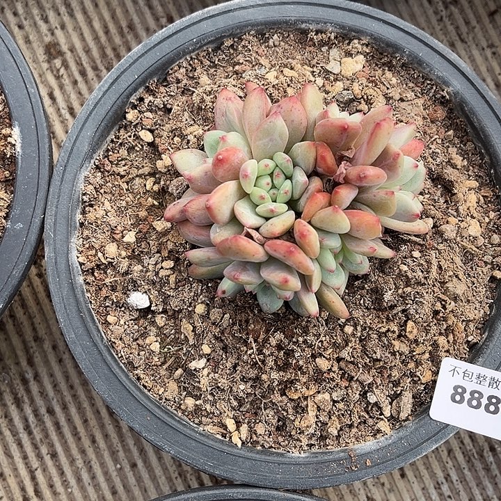 阿雅园艺。       8887爱丽儿