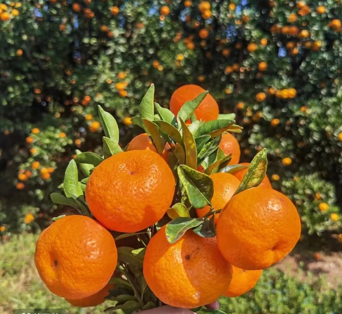 红美人，脐橙绿植盆栽一物一拍