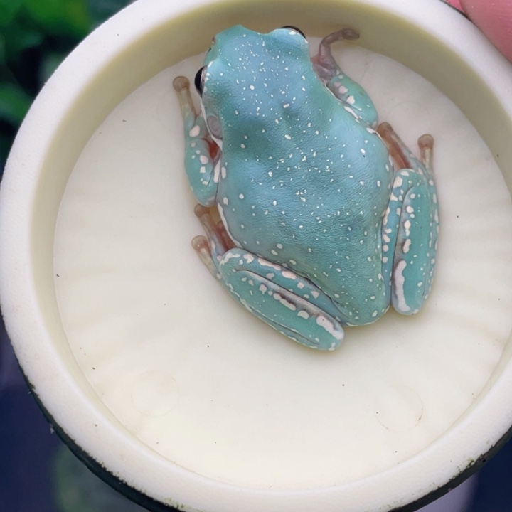 老爷树蛙6号马卡龙