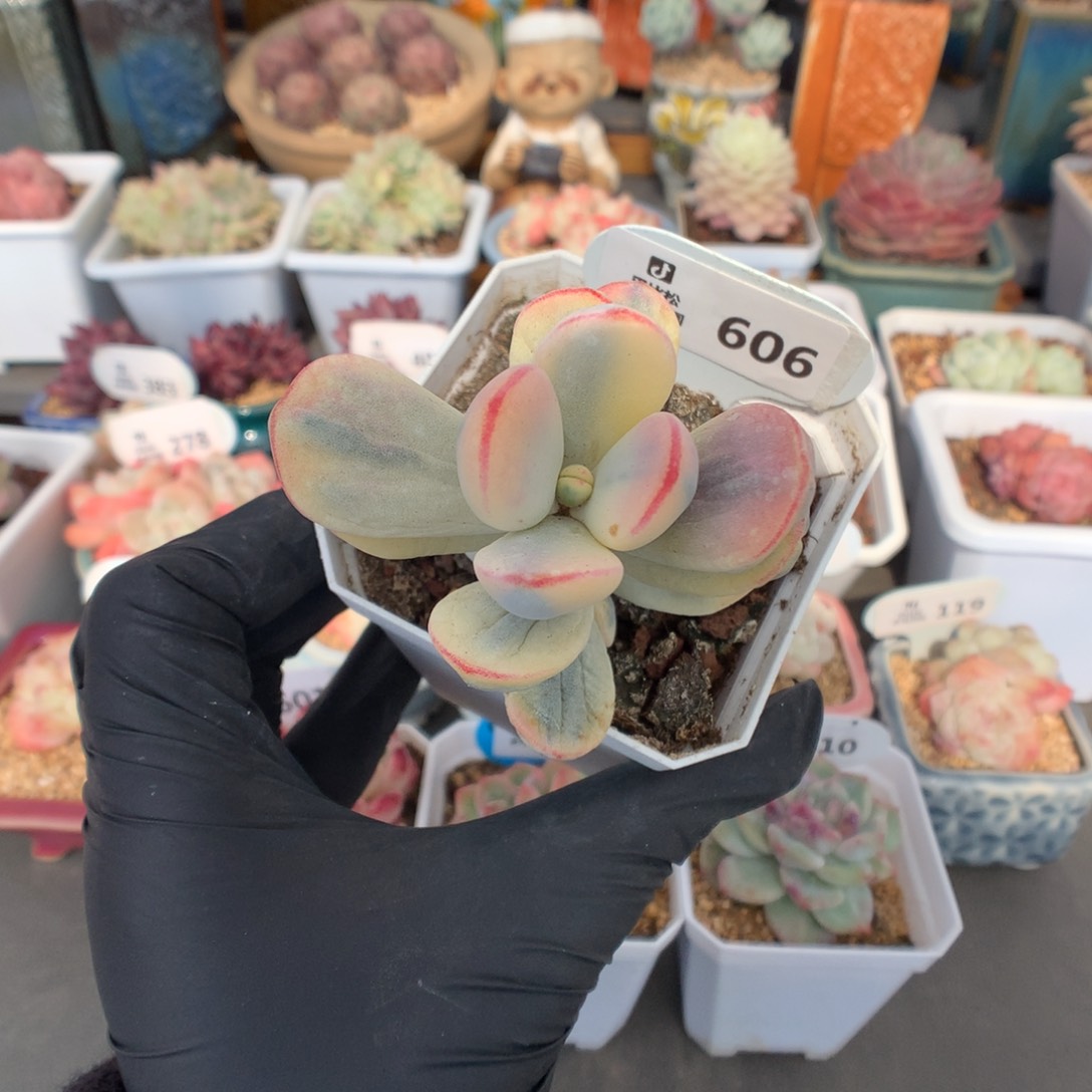 606 乒乓福娘锦多肉