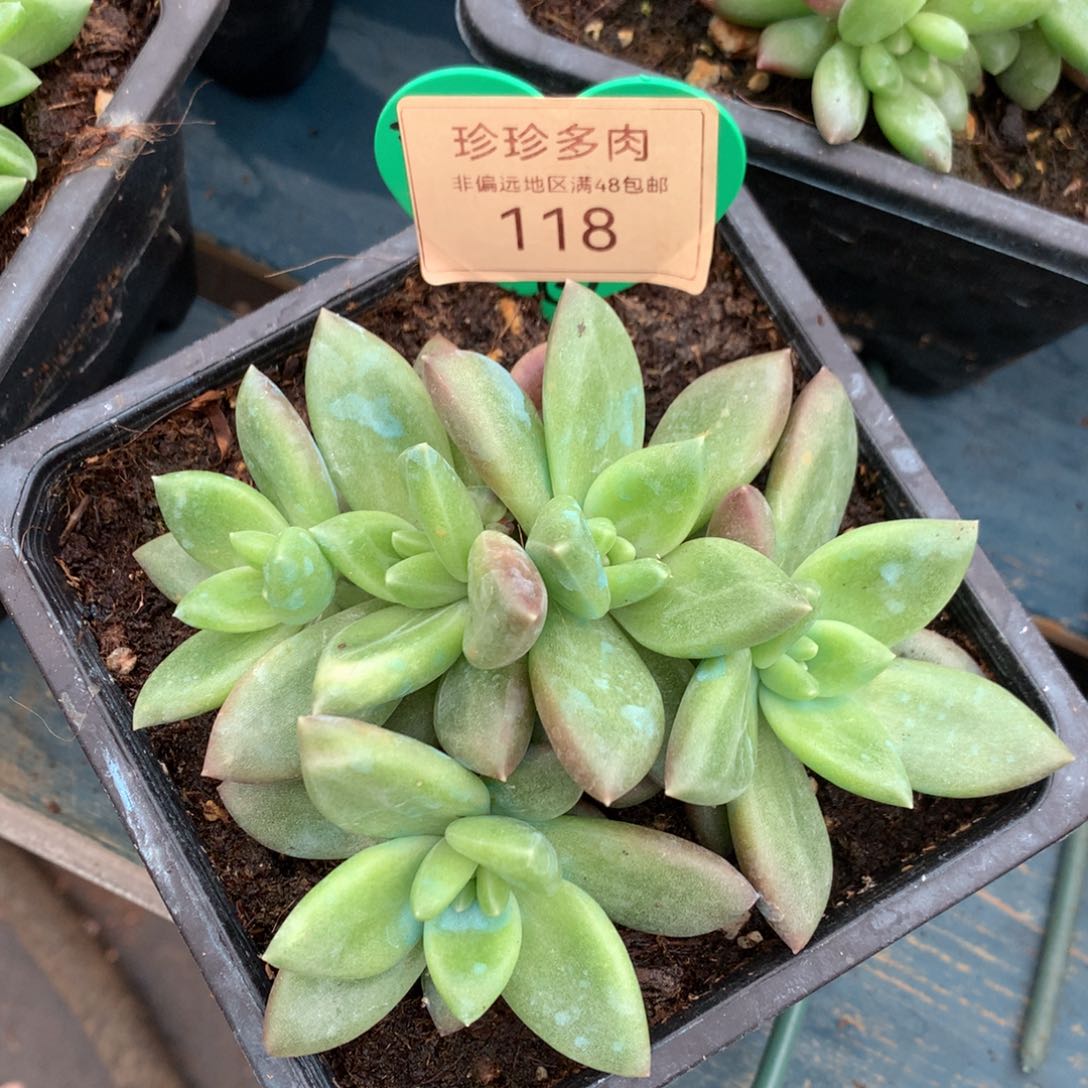 迷雾泡泡朵朵缀无砍118