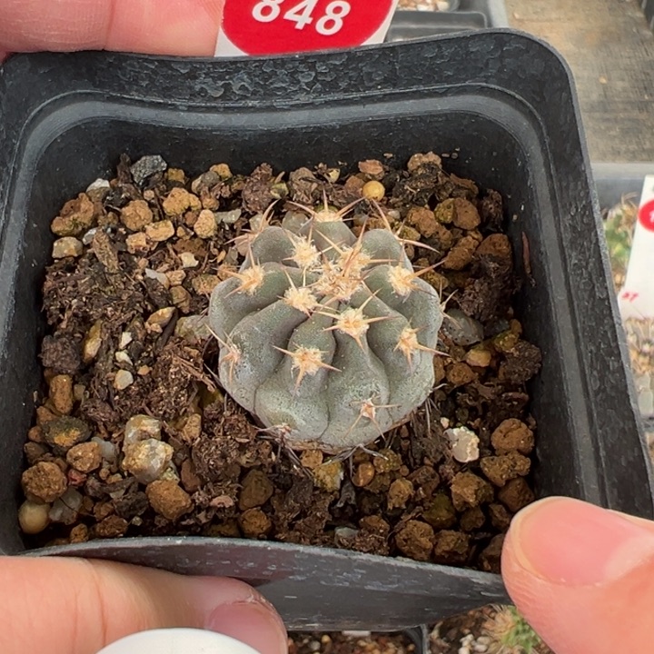 实生上蜡阿寒玉2.7cm